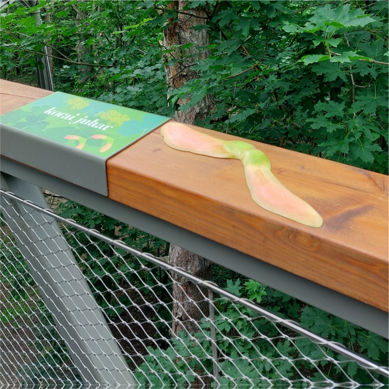 Néhány fa termését 3D modellként is megcsodálhatják a látogatók