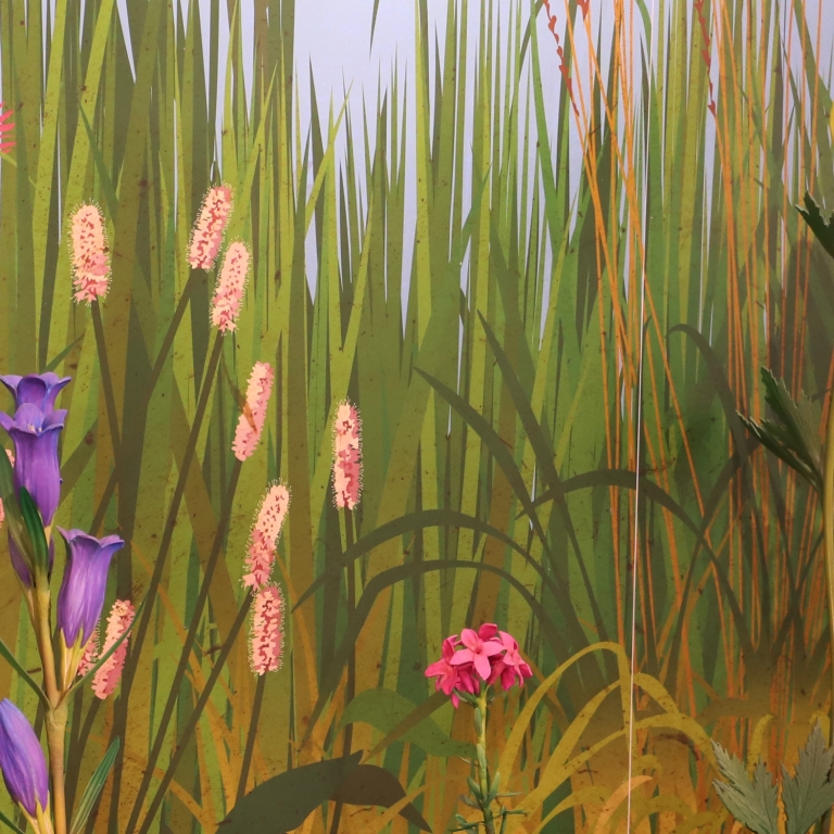 Habitat of grasslands - Habitat del pascolo - 3